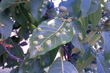 Gall mite damage on Juglans - image: Dove Associates